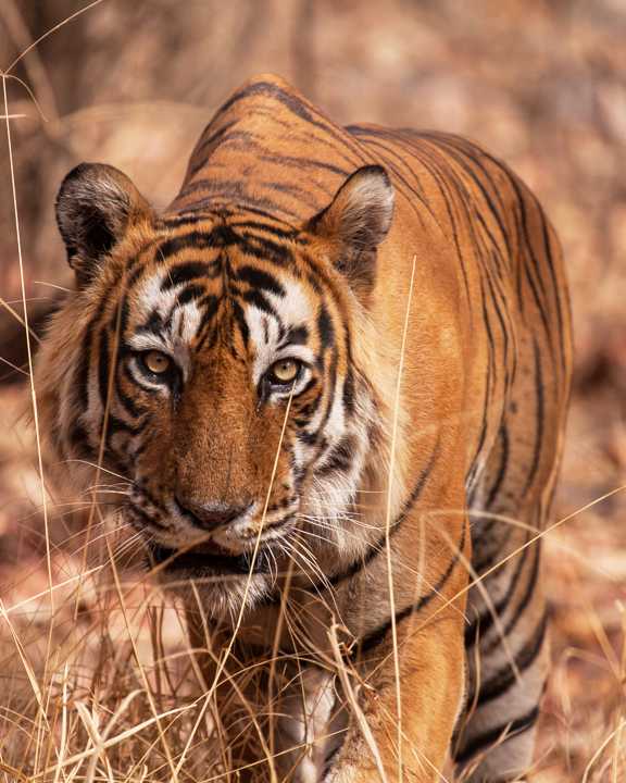 Ranthambhore National Park, Rajasthan